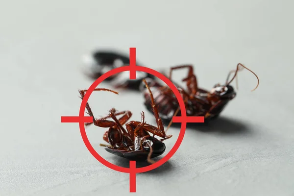灰色の表面に赤いターゲットシンボルを持つ死んだゴキブリ 害虫駆除 — ストック写真