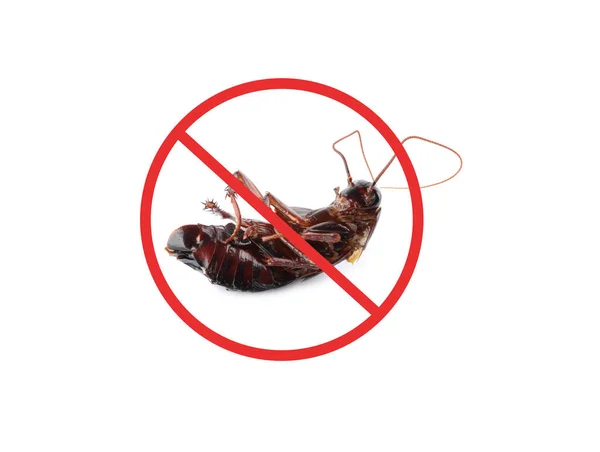 Cucaracha Muerta Con Señal Prohibición Roja Sobre Fondo Blanco Control — Foto de Stock