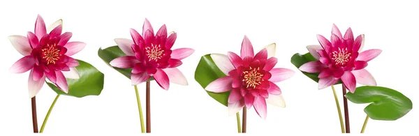 Set Van Prachtige Lotusbloemen Witte Achtergrond Banner Ontwerp — Stockfoto