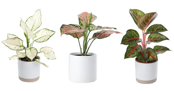 Conjunto Plantas Aglaonema Para Casa Sobre Fundo Branco Design Banner — Fotografia de Stock