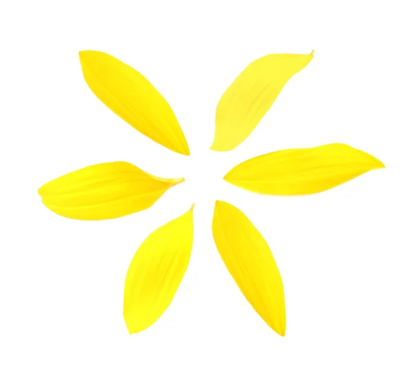 Ярко Жёлтые Лепестки Подсолнуха Белом Фоне — стоковое фото
