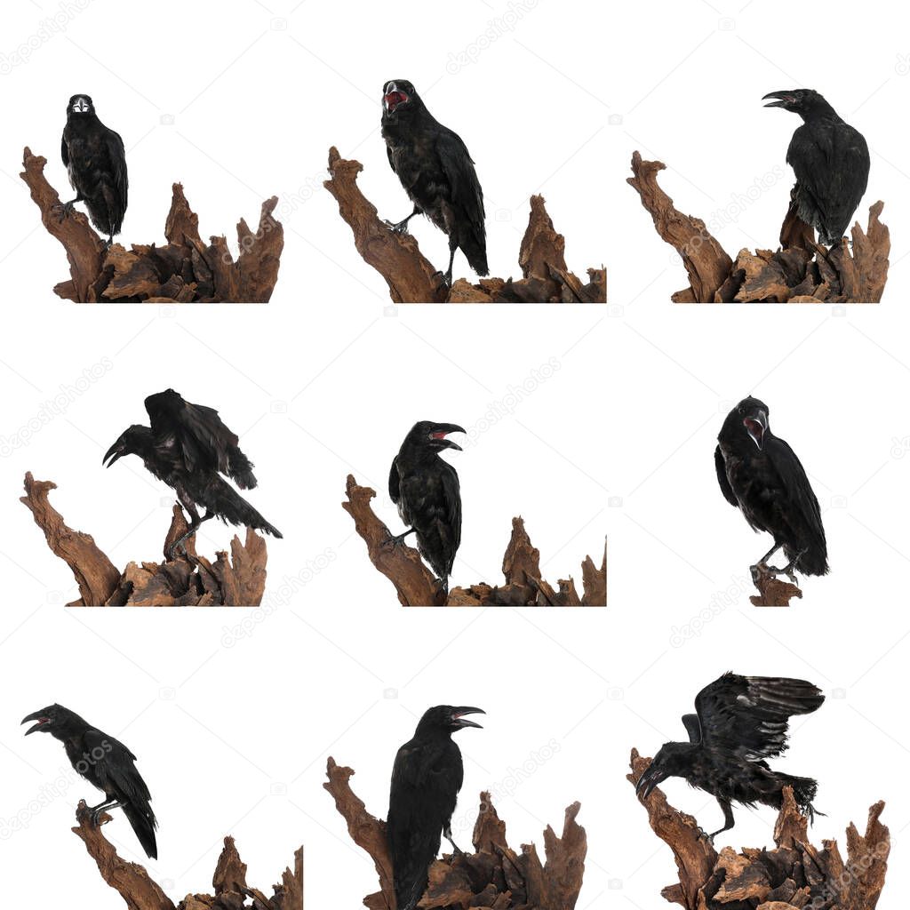 Collage with black ravens on white background