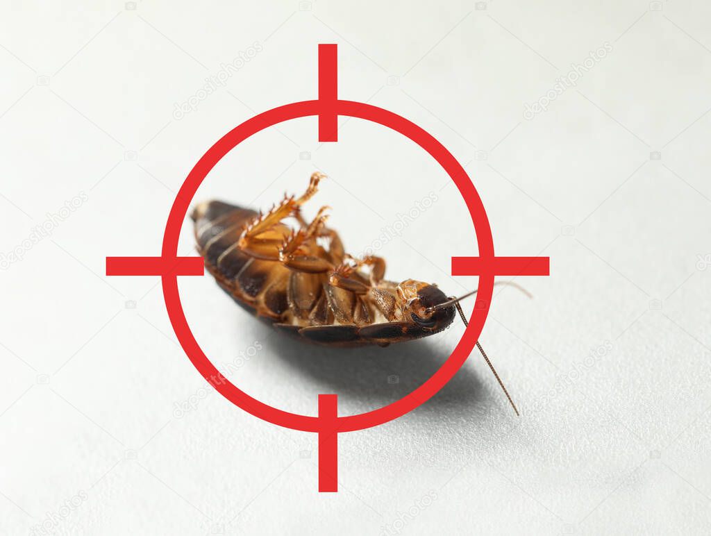 Dead cockroach with red target symbol on light surface. Pest control