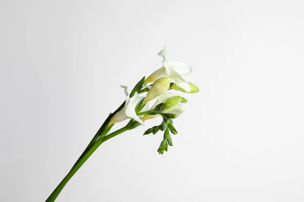 Hermosas Flores Tiernas Freesia Sobre Fondo Blanco — Foto de Stock