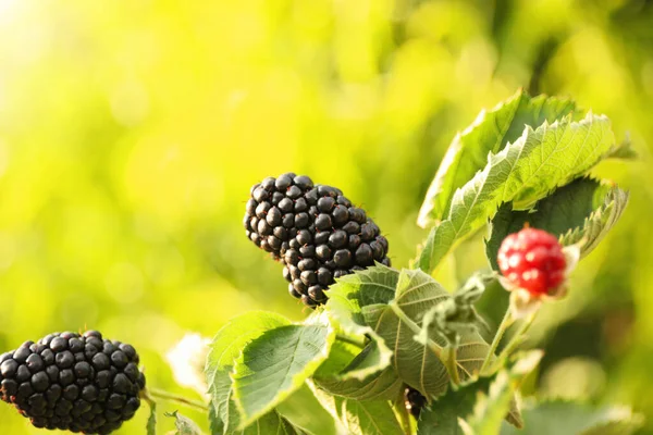 Blackberry bush with ripening berries in garden, closeup