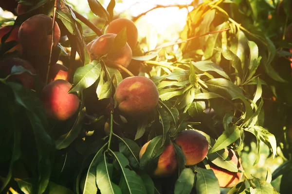 花园树枝上的成熟桃子 — 图库照片