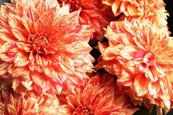 Красиві Квіти Коралових Далгій Фон Крупним Планом — стокове фото