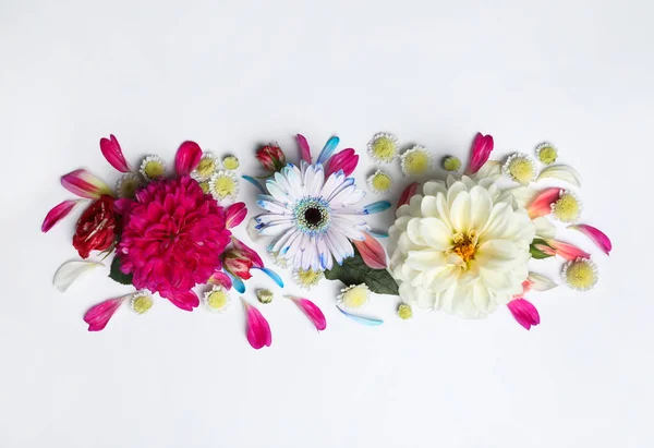 Composición Plana Con Hermosas Flores Dalia Sobre Fondo Blanco —  Fotos de Stock