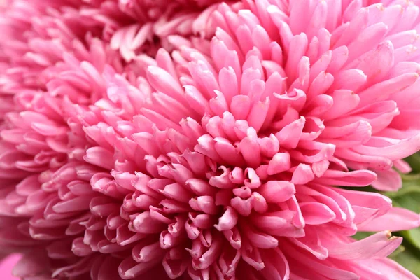 Красива Рожева Айстра Фон Крупним Планом Осінні Квіти — стокове фото