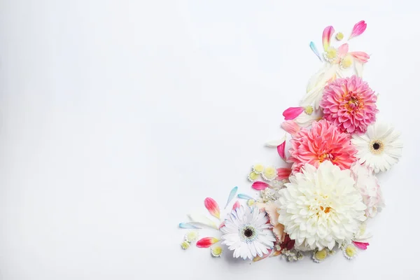 Красиві Квіти Далії Гербери Білому Тлі Плоска Лежа Простір Тексту — стокове фото