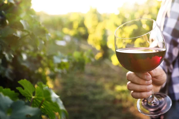 Man holding glass of wine in vineyard, closeup