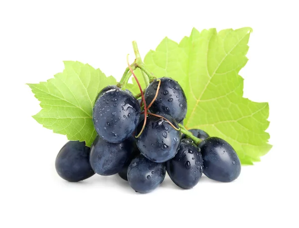 Bunch Dark Blue Grapes Green Leaves Water Drops Isolated White — Stock Photo, Image