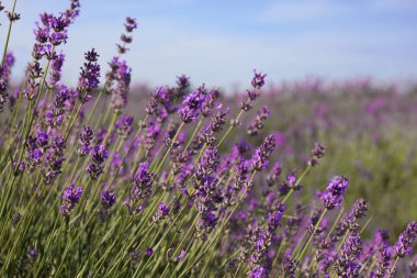 Güzel açan lavanta tarlası yaz günü, yakın plan.