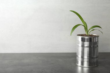 Klorofilyum bitkisi gri taş masada teneke kutuda. Metin için boşluk