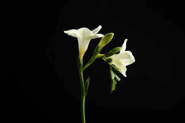 Красиві Білі Квіти Фрезії Чорному Тлі — стокове фото