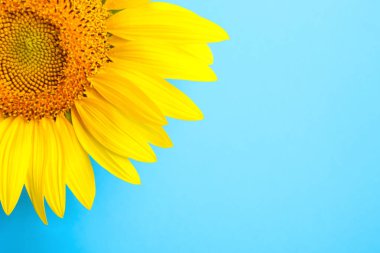 Açık mavi arka planda güzel parlak ayçiçeği, yakın plan. Metin için boşluk