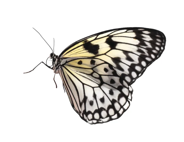 Красивая Рисовая Бумажная Бабочка Изолированная Белом — стоковое фото