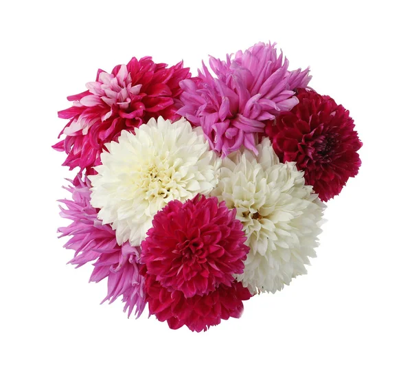 Красивые Цветущие Цветы Георгины Белом Фоне — стоковое фото