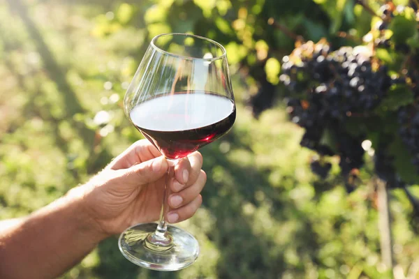 Uomo Che Tiene Bicchiere Vino Vigna Primo Piano — Foto Stock