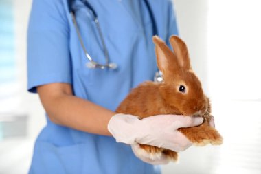 Klinikte tavşanı olan profesyonel veteriner, yakın plan.