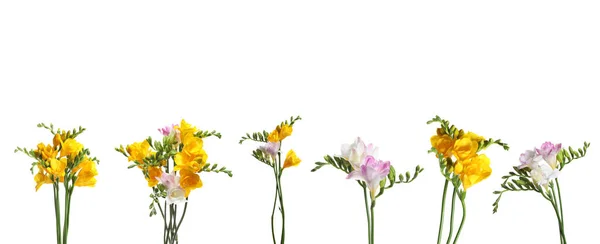 Conjunto Flores Freesia Amarelo Rosa Fundo Branco Design Banner — Fotografia de Stock