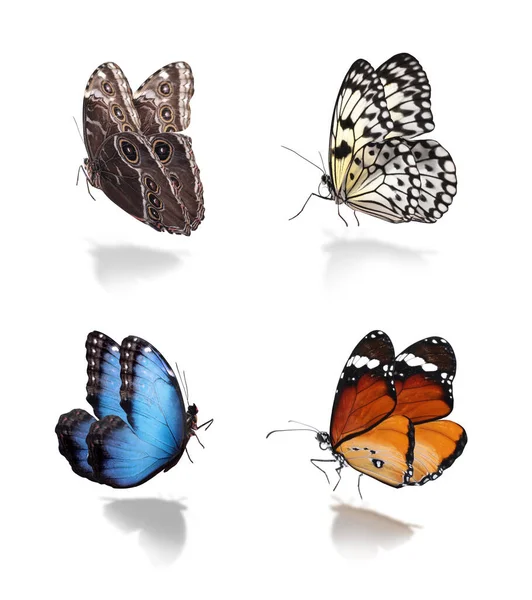 Set Von Verschiedenen Schönen Schmetterlingen Auf Weißem Hintergrund — Stockfoto