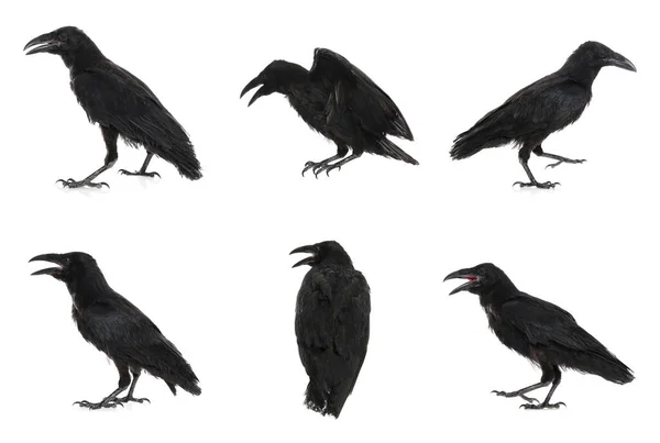 Collage Black Ravens White Background — Stock Photo, Image