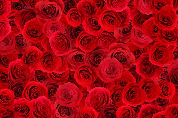 Many Beautiful Red Roses Background Top View — Stock Photo, Image