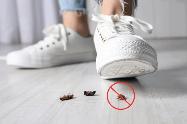 女性は足でゴキブリを粉砕し 閉じます 害虫駆除 — ストック写真