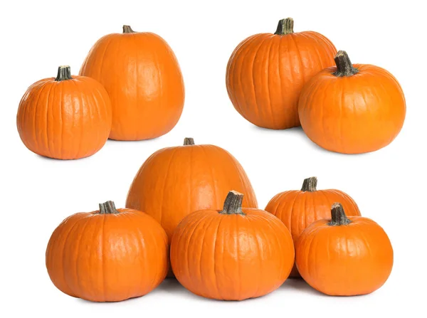 Set Fresh Orange Pumpkins White Background — Stock Photo, Image