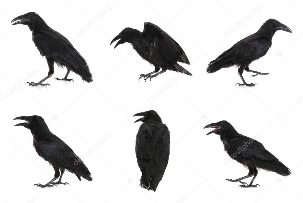 Collage with black ravens on white background 