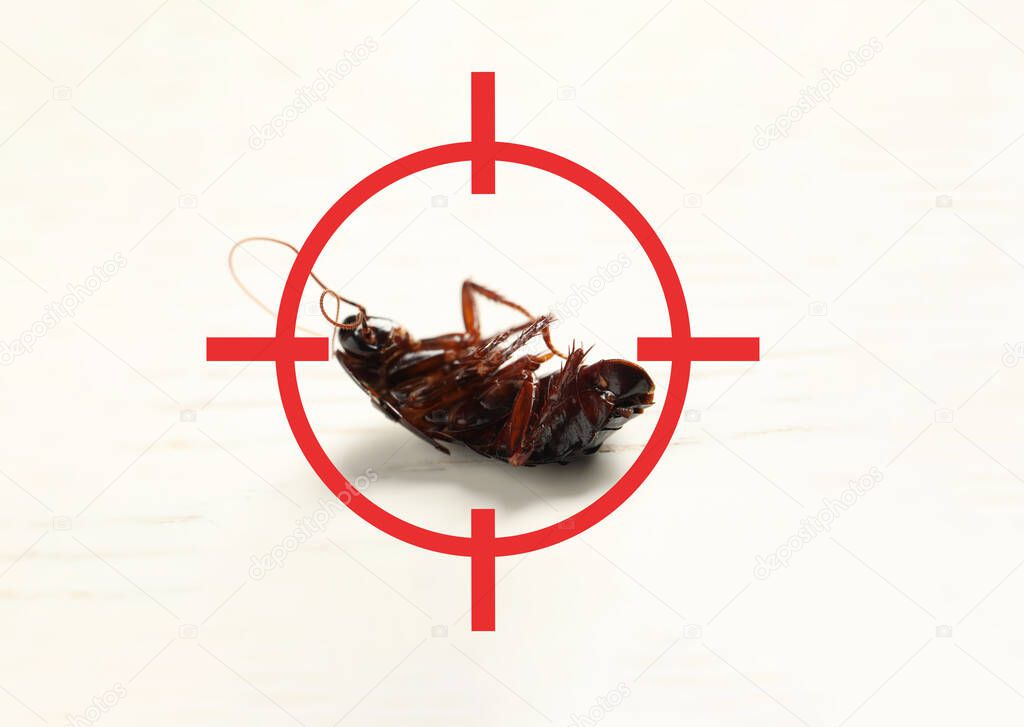 Dead cockroach with red target symbol on white surface. Pest control