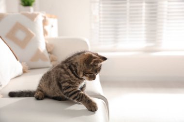 İçerideki kanepede tatlı tekir kedicik, mesaj için yer var. Yavru hayvan