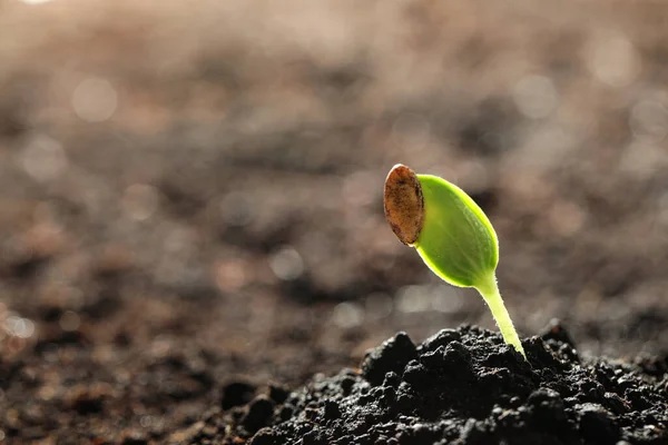 Plántulas Vegetales Jóvenes Que Crecen Suelo Aire Libre Espacio Para —  Fotos de Stock