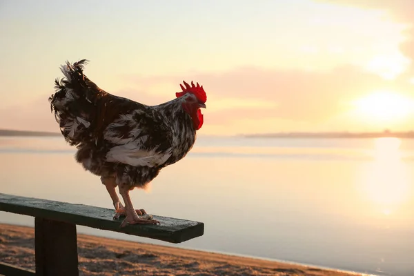 Big Domestic Rooster Bench River Sunrise Space Text Morning Time — Stock Photo, Image