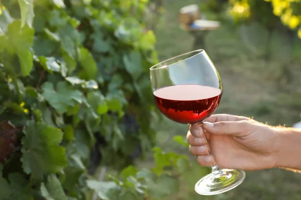 Man holding glass of wine in vineyard, closeup