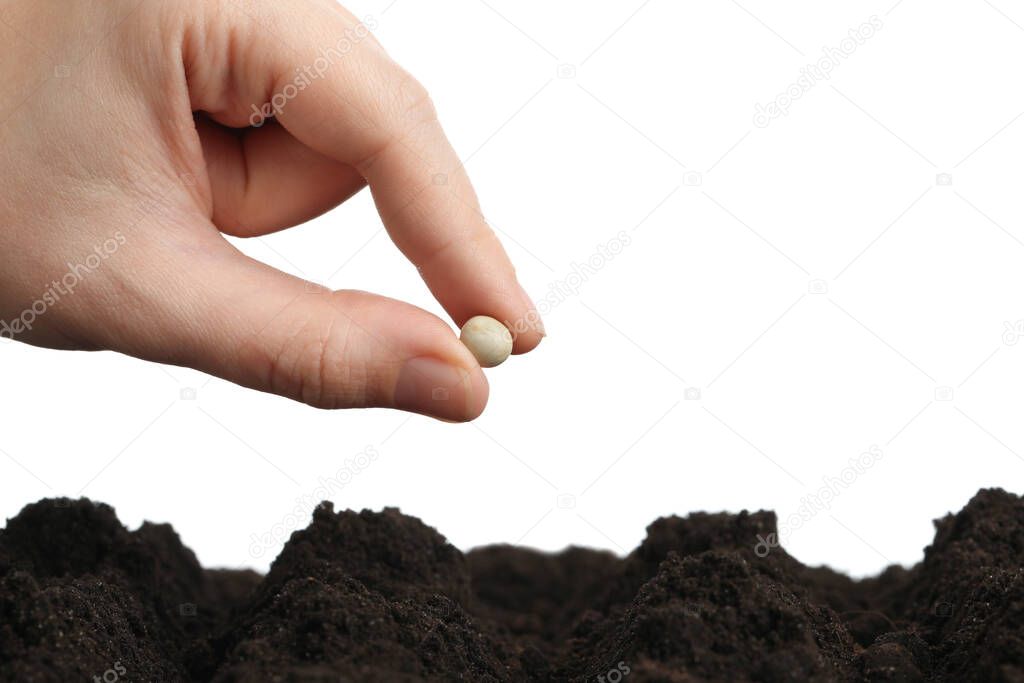 Woman putting pea into fertile soil against white background, closeup. Vegetable seed planting