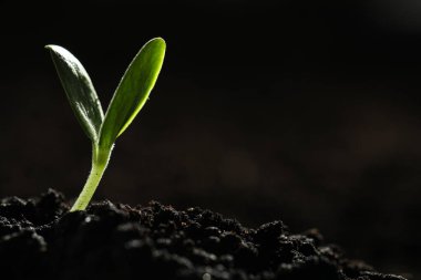 Toprakta yetişen genç sebze filizleri karanlık arka planda, metin için alan