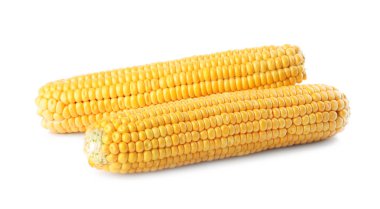 Olgun çiğ mısır koçanları beyaza izole edilmiş.