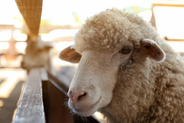 Carino Pecore Divertenti Fattoria Primo Piano Zootecnia — Foto Stock