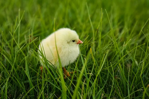 Frango Fofo Bonito Bebê Grama Verde Animais Exploração — Fotografia de Stock