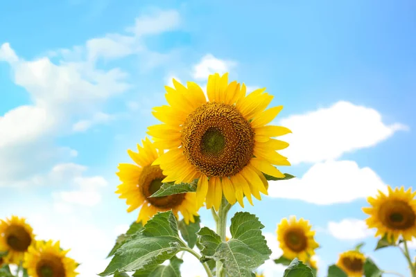 Beaux Tournesols Plein Air Jour Ensoleillé Vue Rapprochée — Photo