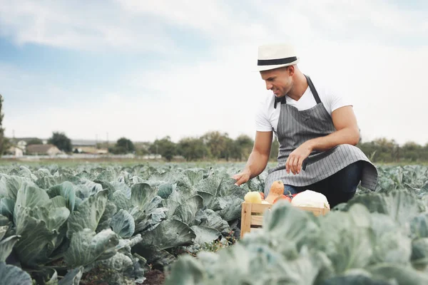 Boer Werkt Het Koolveld Oogsttijd — Stockfoto