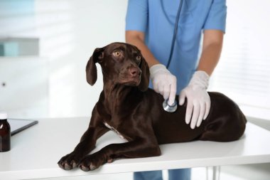 Klinikte profesyonel veteriner köpeği muayene ediyor, yakın plan.