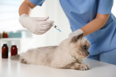 Klinikte profesyonel veteriner aşılayan kedi, yakın plan.