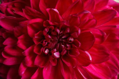 Arka plan olarak güzel kırmızı yıldız çiçeği, yakın plan