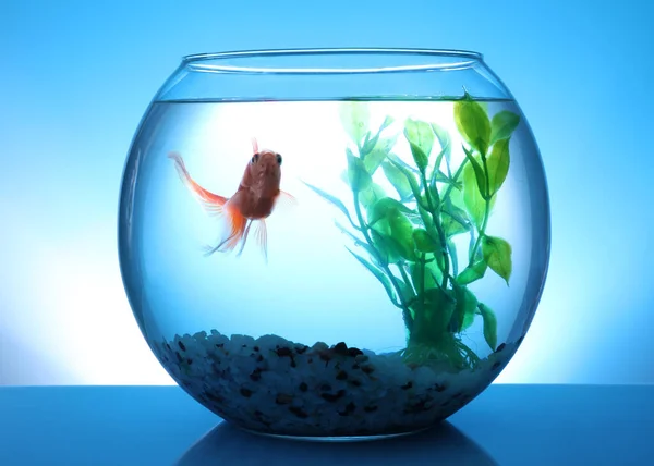 Красива Яскрава Маленька Золота Рибка Плаває Круглому Скляному Акваріумі Синьому — стокове фото