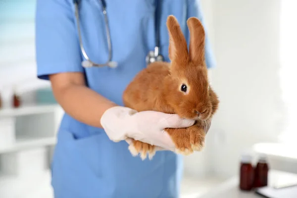 Professional Veterinarian Bunny Clinic Closeup — Stock Photo, Image