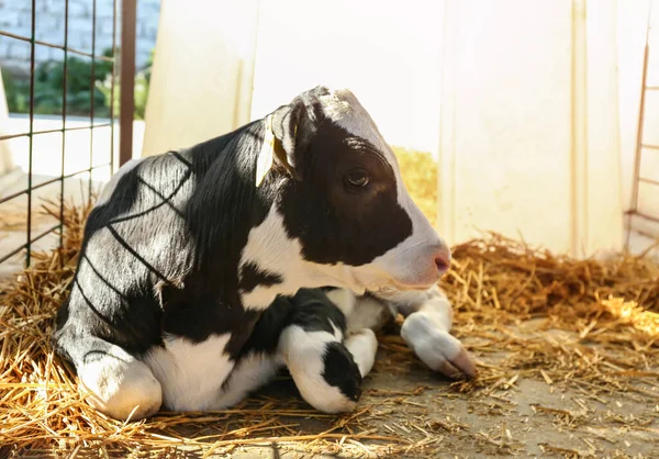 Ziemlich Kleines Kalb Auf Dem Bauernhof Tierhaltung — Stockfoto