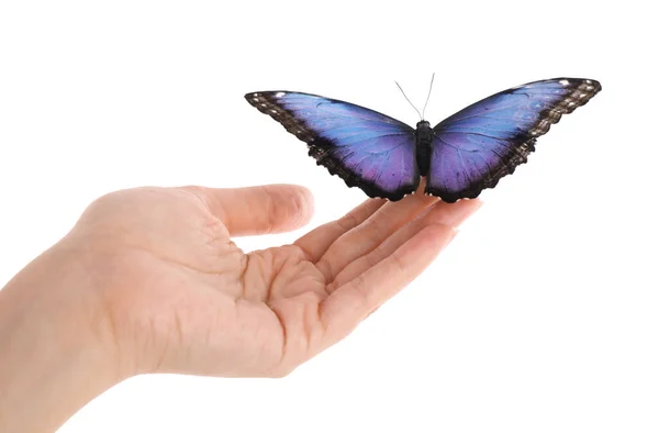 Mujer Sosteniendo Hermosa Mariposa Morfo Común Sobre Fondo Blanco Primer — Foto de Stock